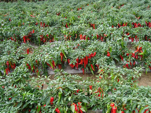 辣椒2